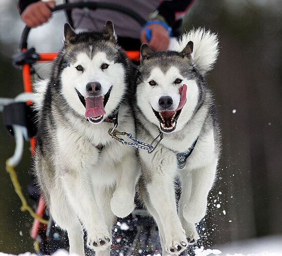 Das Beste aus dem Yukon © Arctic Range Adventures